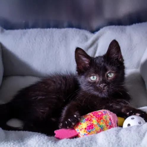 Black kitten laying on a bed with a colorful toy 
